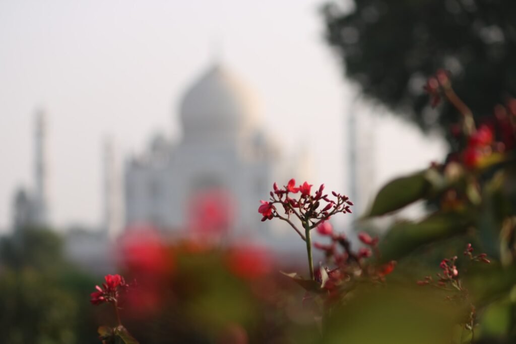 red flowers with green leaves